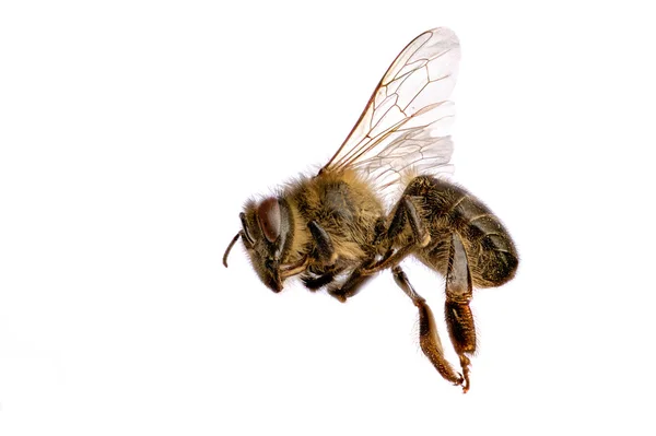 Bee close up — Stock Photo, Image