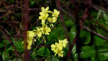Ön planda dalları bulanık sarı kır çiçeklerini kapatın. Doğal yeşil yapraklar ve yumuşak güneş ışığı. Doğal ortamdaki yabani bitkiler.