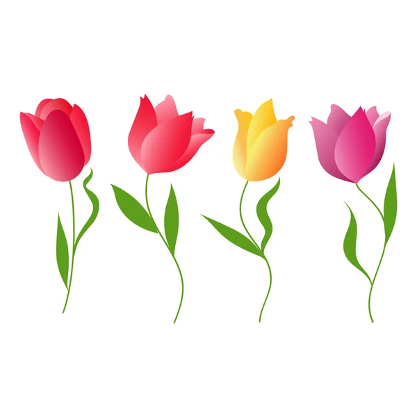 Kolorowe tulipany — Wektor stockowy