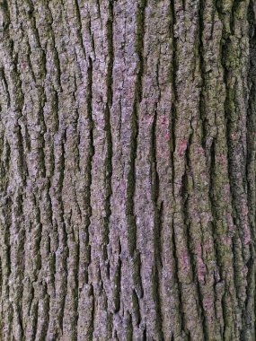 Ağaç kabuğu kapatma arkaplanı 