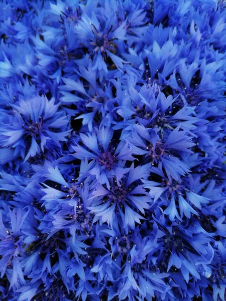 Fondo Flores Azules Aciano — Foto de Stock