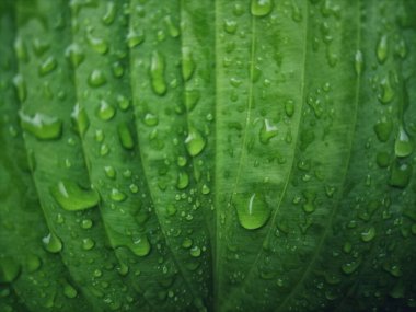 Çiyli büyük yeşil yaprağın arkaplanı