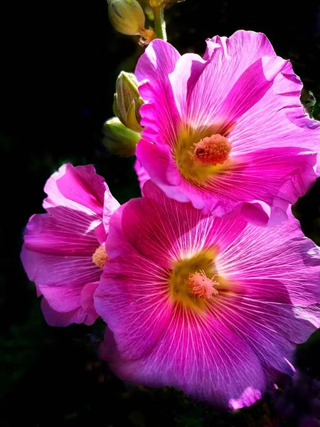 Mallow Roze Een Zwarte Achtergrond Foto — Stockfoto