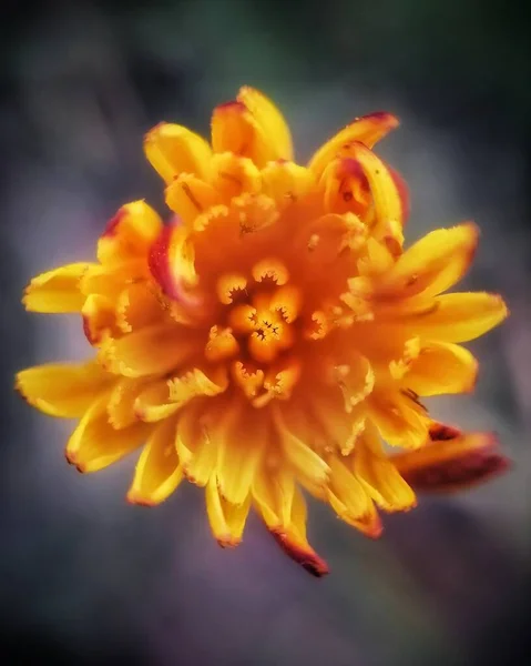 Macro Flor Amarilla Fotos — Foto de Stock