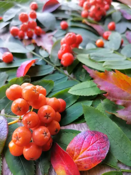 Autumn Background Berries Leaves — Stock Photo, Image