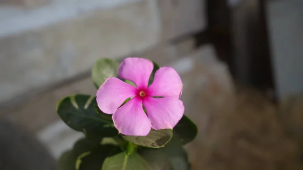 Güzel bir madagaskar menekşe çiçeği.