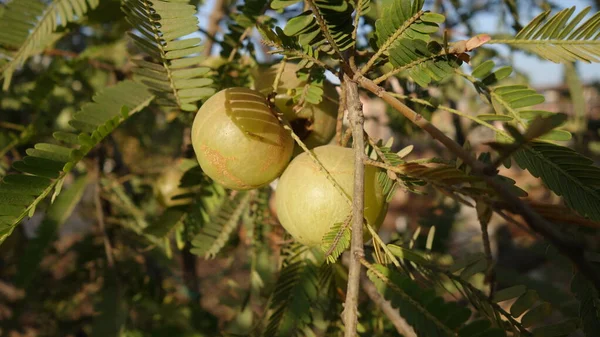 Hintçe 'de bektaşi üzümü (Phyllanthus emblica) de aamla olarak adlandırılır. Hint Bektaşi üzümü geleneksel Hint Ayurvediği (bitkisel) ilaçlarının temel bir bileşenidir..