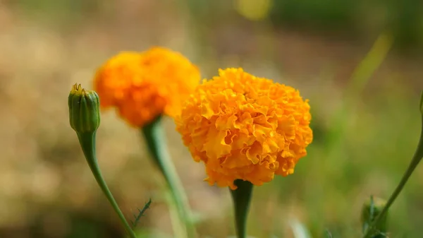 Marigold flowers bloom in the morning. 