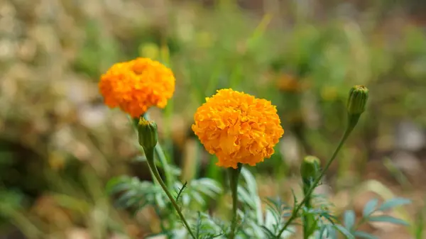 Marigold flowers bloom in the morning. 