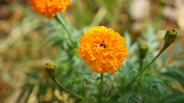 Marigold flowers bloom in the morning. 