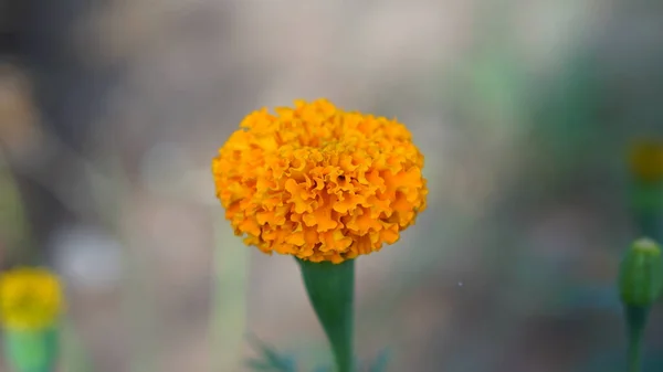 Marigold flowers bloom in the morning. 