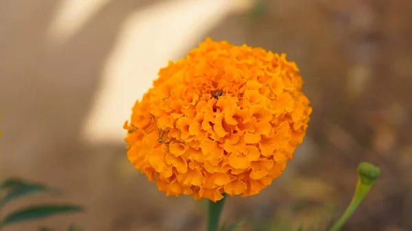 Marigold flowers bloom in the morning. 
