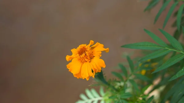 Marigold flowers bloom in the morning. 