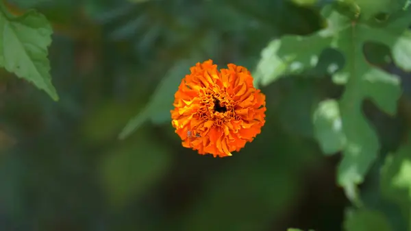 Marigold flowers bloom in the morning. 