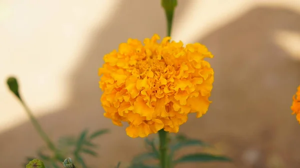 Квіти Чорнобривців Цвітуть Вранці — стокове фото