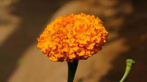 Marigold flowers bloom in the morning. 