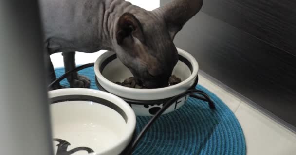 Grey cat sphinx eats — Stock Video