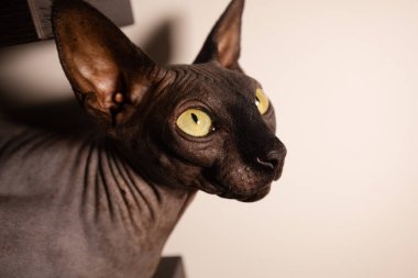 Kara Kedi Sfenksi