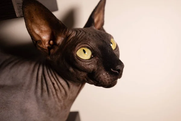 Kara Kedi Sfenksi