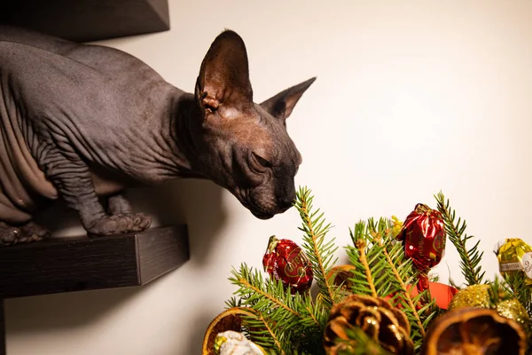 Kara Kedi Sfenksi