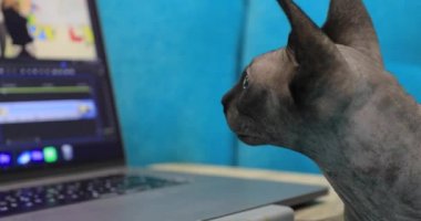 Gri kedi sfenksi dizüstü bilgisayara benziyor