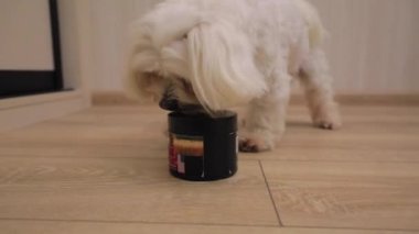 Tatlı beyaz köpek kaseden yemek yiyor.