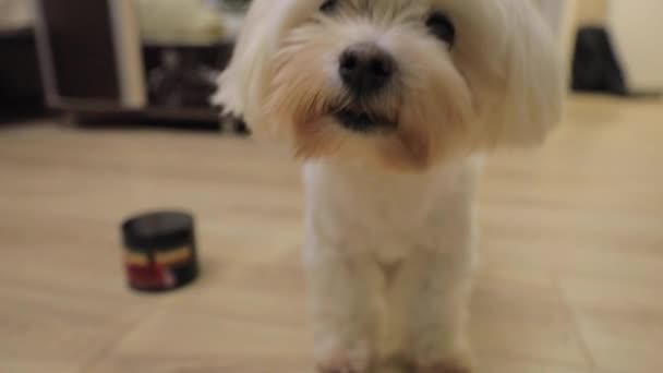 Lindo perrito blanco come comida de un tazón — Vídeo de stock