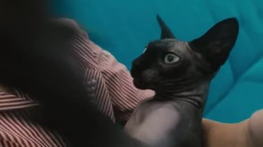 Kız ve kedi sfenksi