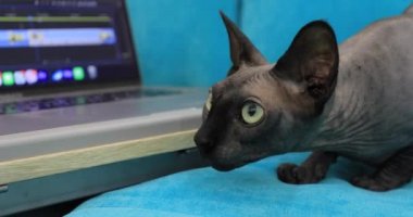 Gri kedi sfenksi dizüstü bilgisayara benziyor
