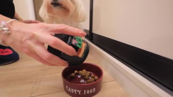 Roztomilý bílý malý pes jí jídlo z misky — Stock video