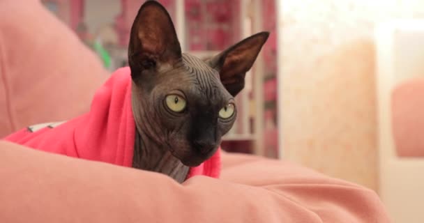 Esfinge gato cinza no quarto — Vídeo de Stock