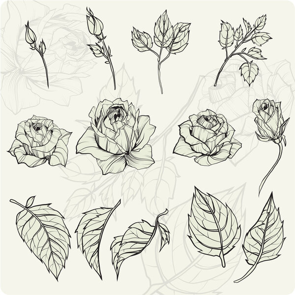 Sketch rose Flowers set