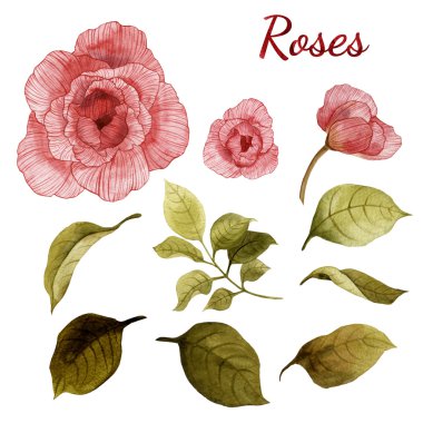 Suluboya gül ve yaprakları