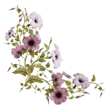 Sulu Boya Convolvulus ve yaprakları