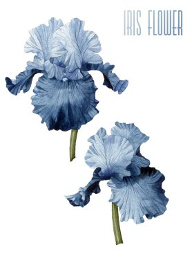 Iris suluboya davetiye