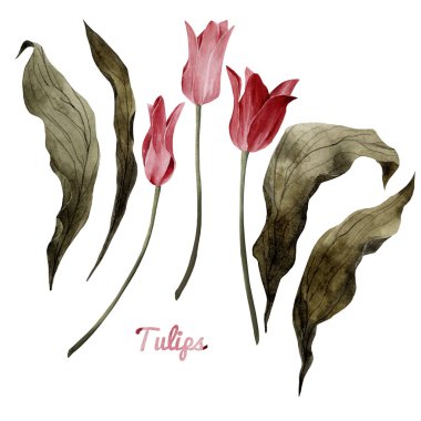 Lale ve yaprakları, suluboya