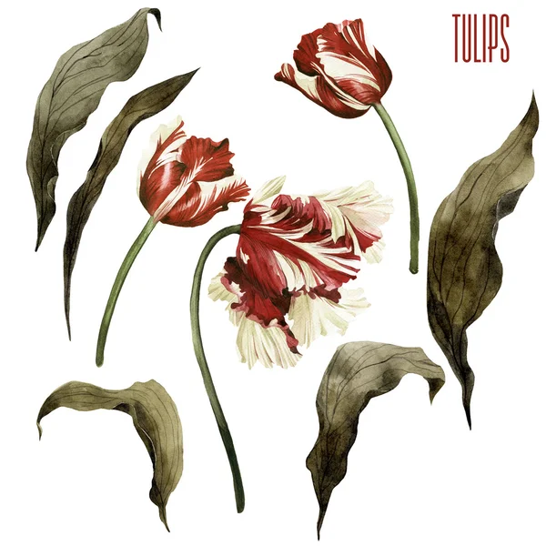 Akvarel tulipány a listy karta — Stock fotografie