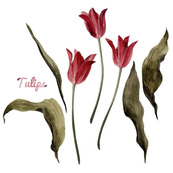 Tulpen en bladeren, aquarel — Stockfoto