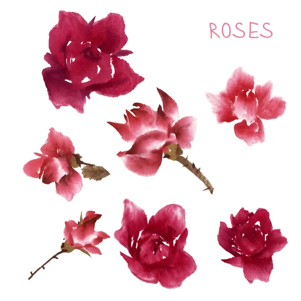 Róże akwarela i liść — Zdjęcie stockowe