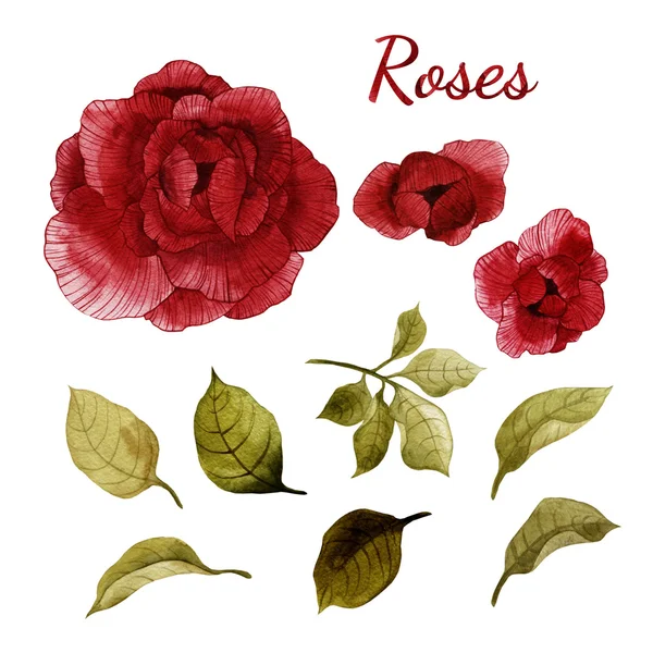 Ακουαρέλα τριαντάφυλλα και τα φύλλα — Φωτογραφία Αρχείου