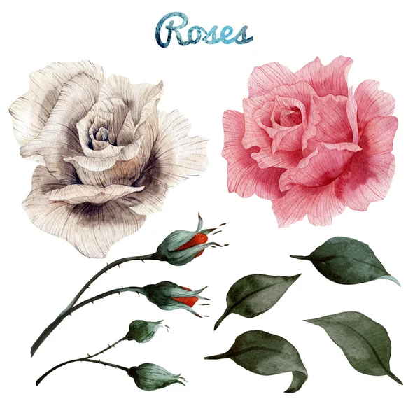 Aquarela Rosas e folhas — Fotografia de Stock
