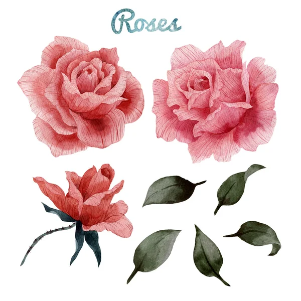 Aquarela Rosas e folhas — Fotografia de Stock