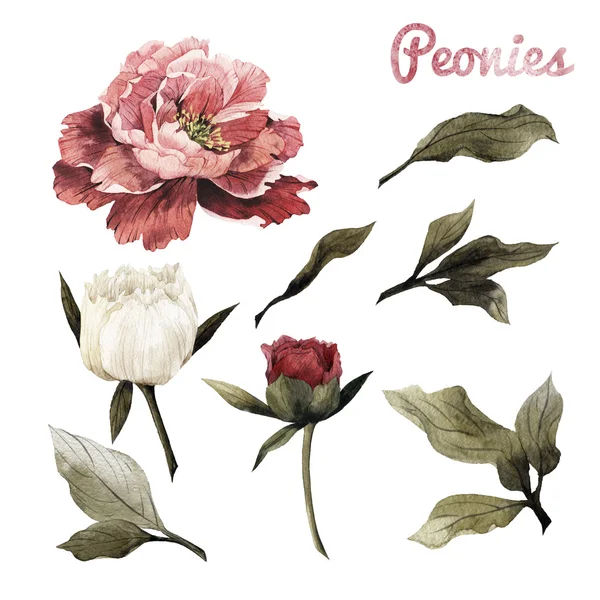 Acquerello Peonie e foglie — Foto Stock