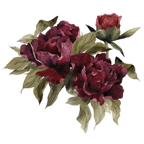 Suluboya peonies buket, — Stok fotoğraf