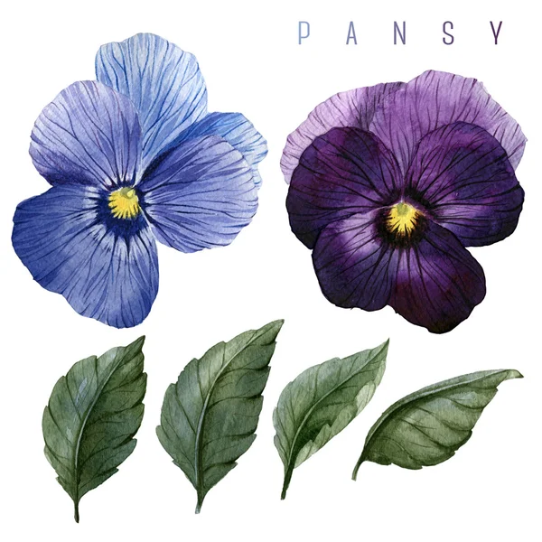 Aquarelle Pansy et feuilles — Photo