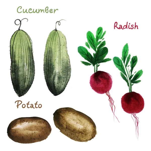 Watercolor  cucumber, radish and potato — Stock Photo, Image