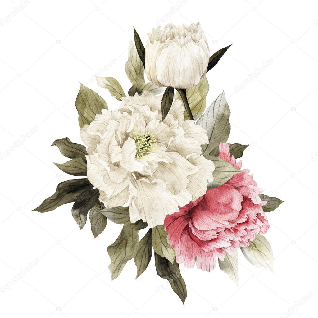 Watercolor Bouquet of peonies,