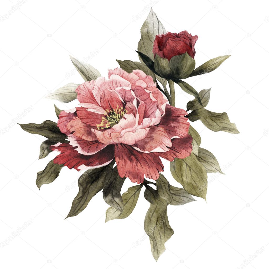 Watercolor Bouquet of peonies,