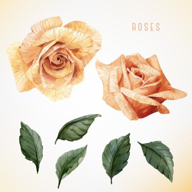 Suluboya gül tomurcukları kartı