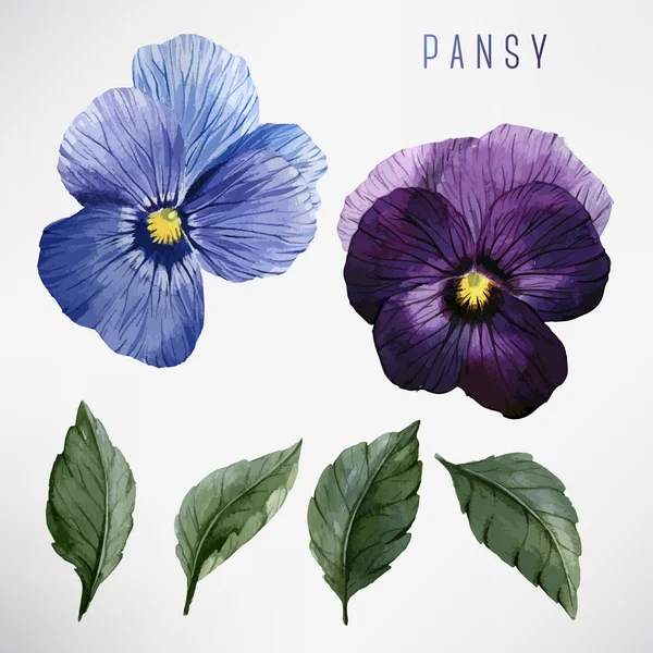 Acquerello Pansy e foglie — Vettoriale Stock